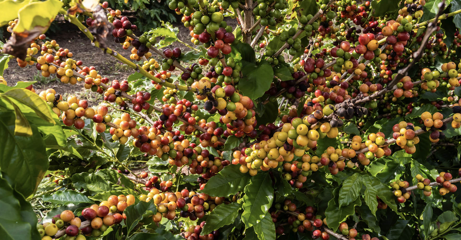 Plantação de café em fazenda brasileira
